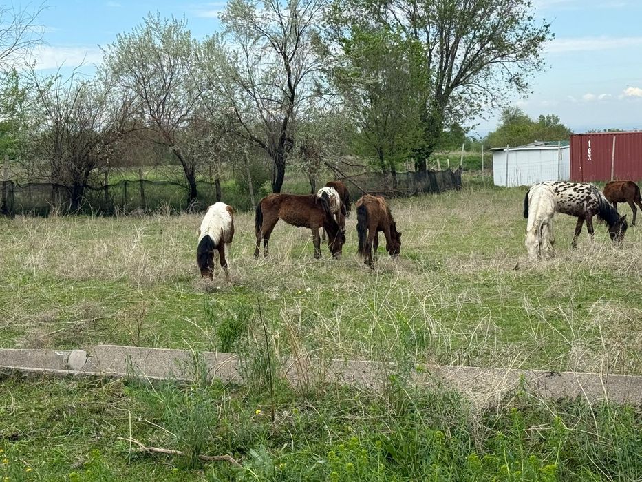 Ургашы тайлар сатылады 12 бас
