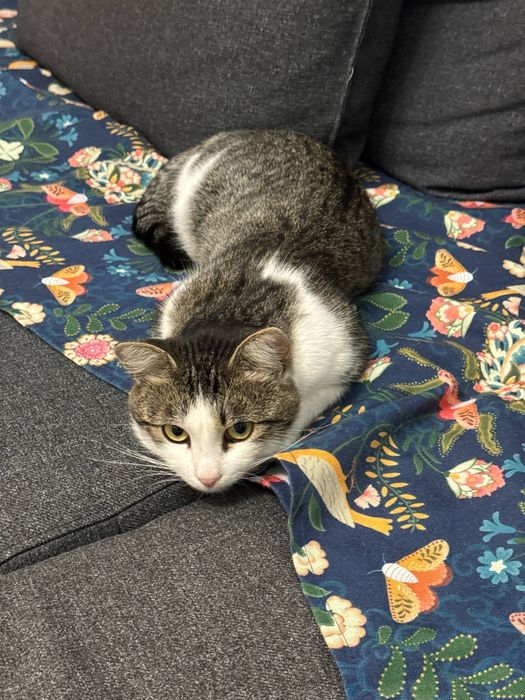 Отдам кота в хорошие руки