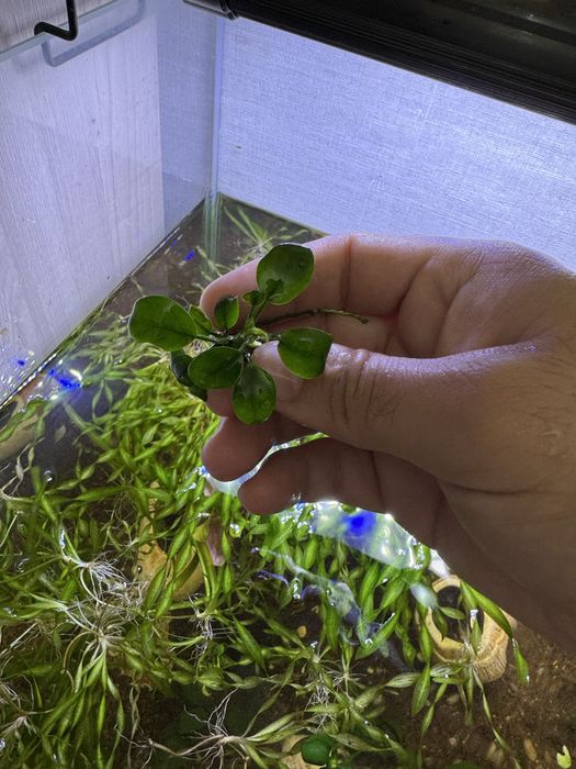 Анубиас растения аквариуное