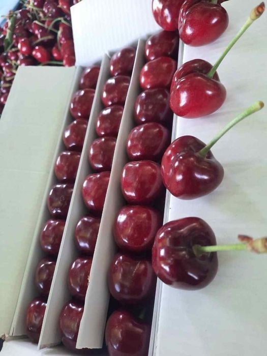 Gilos гилос  kuchatlari 13 xil sortimiz bor