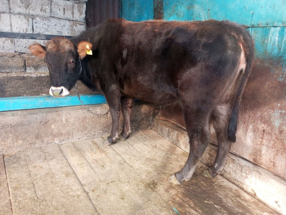 Продам жирную телку, корову