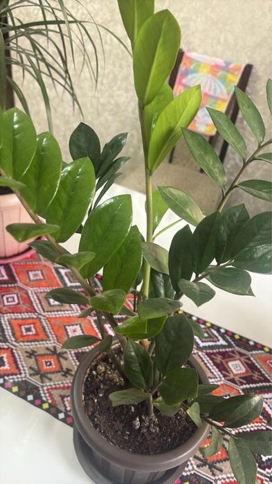 Комнатные цветы