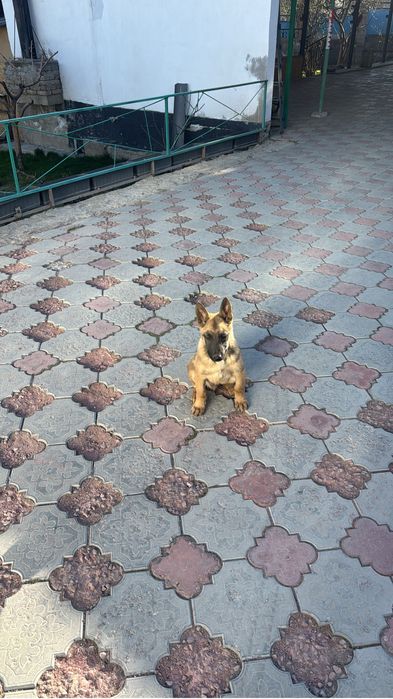 Малинуа , бельгийская овчарка