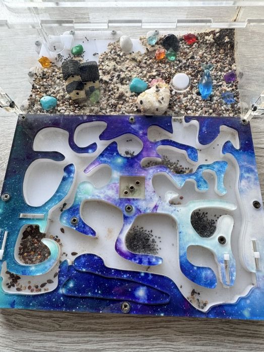 Муравьиная ферма