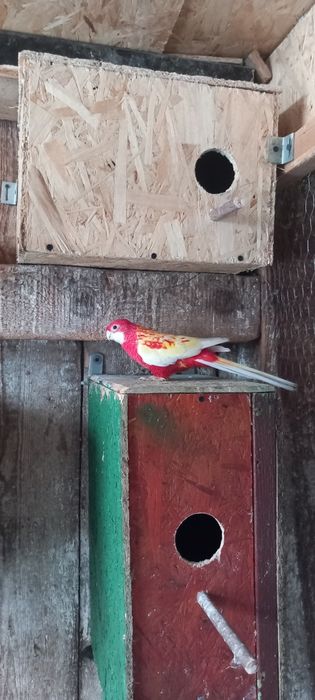 Papagali Perusi si Rossela