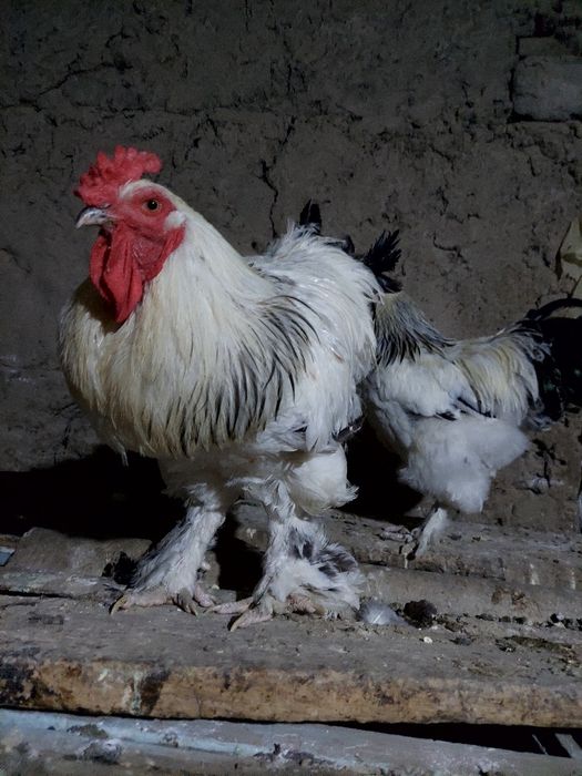 Брама тухумлари 10.00инкубатор ва товукка бостриш учун