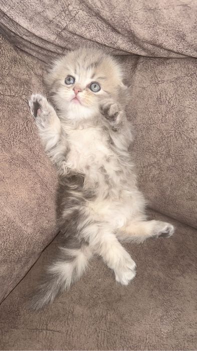 Котенок скотиш фолд
