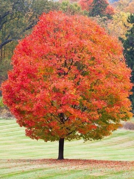 Семена экзотических деревьев