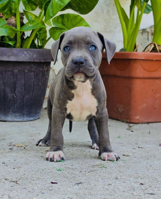 Femela amstaff blue