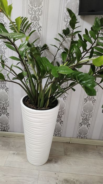 Продам комнатное растение