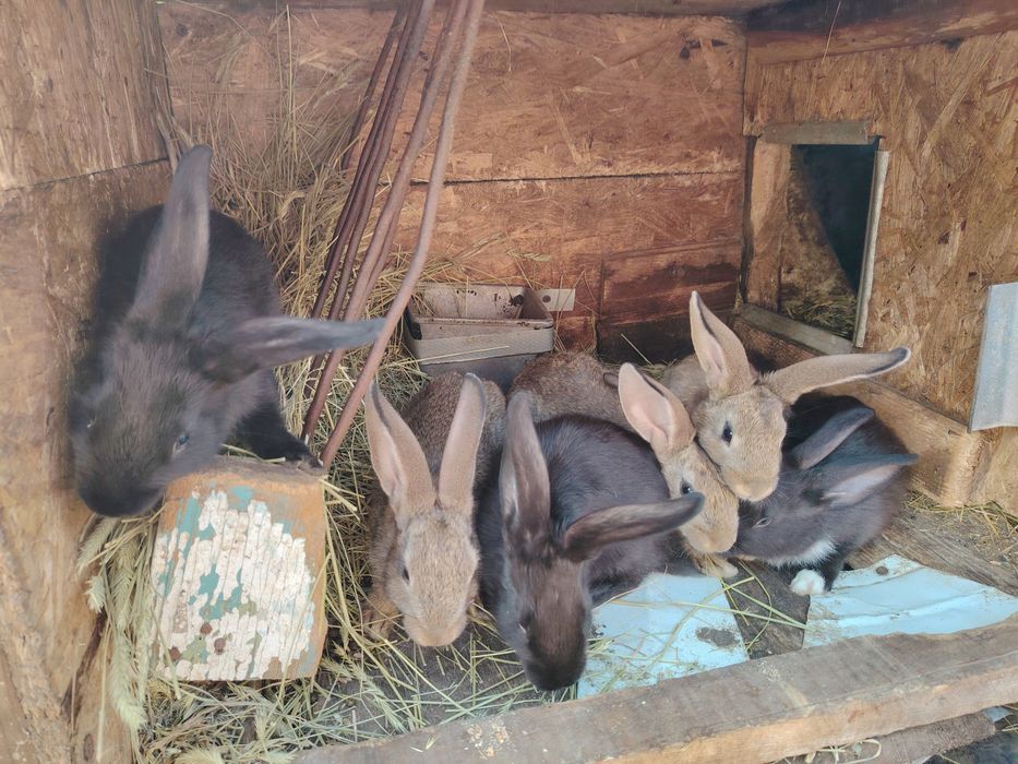 Продам крольчат район наримановки