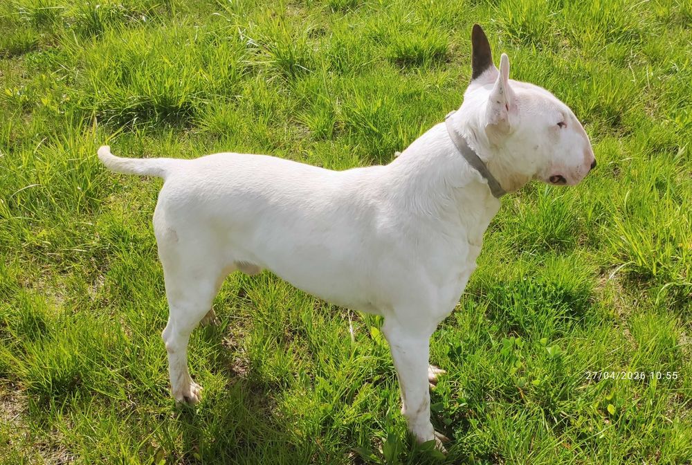 Pui Bull terrier
