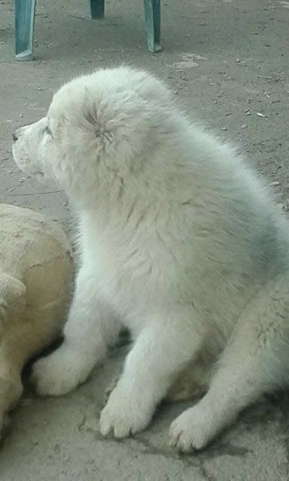 Продавам кученца Алабай(Средноазиатска овчарка)Чистокръвни!