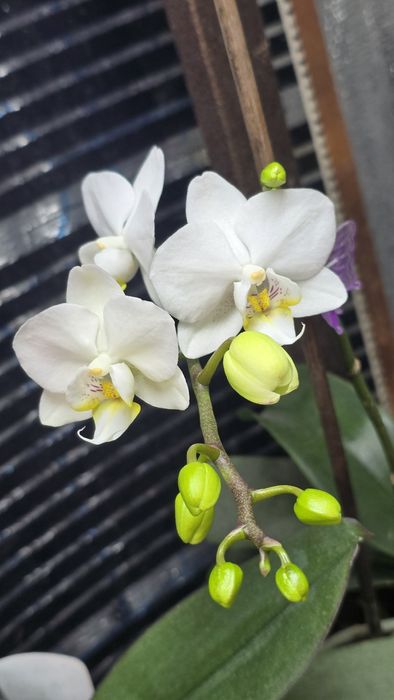 Орхидея Phal. White orchid