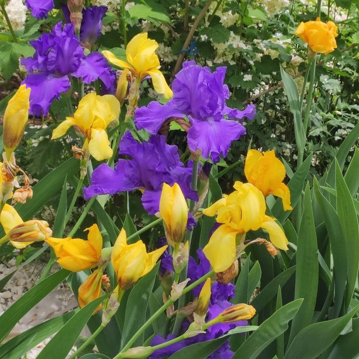 Цветы Ирис разных видов