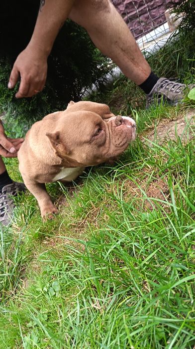 Femela American Bully Micro