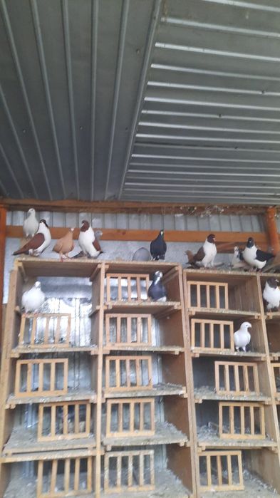 Vand Poorumbei Galbeni