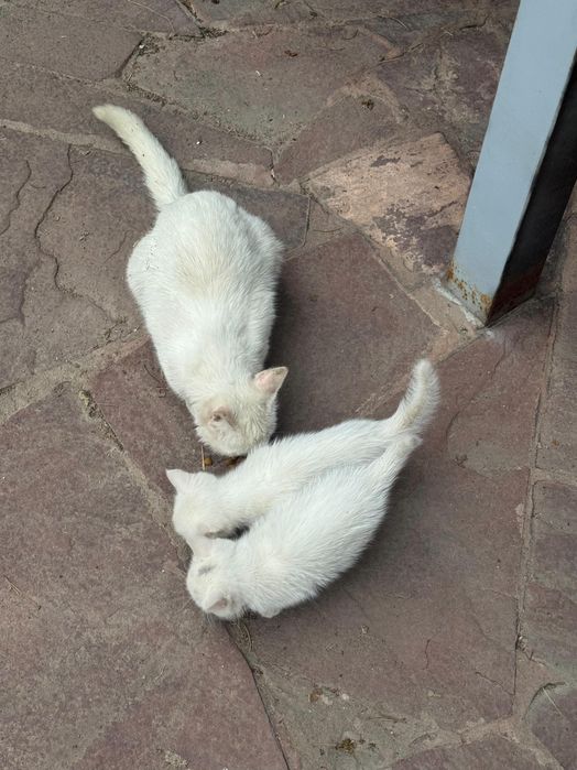 Отдам котят бесплатно