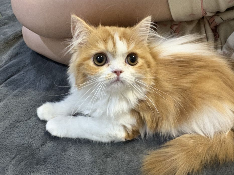 Девочка хайленд страйт