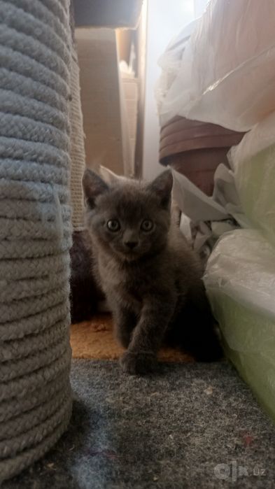 Продается котята
