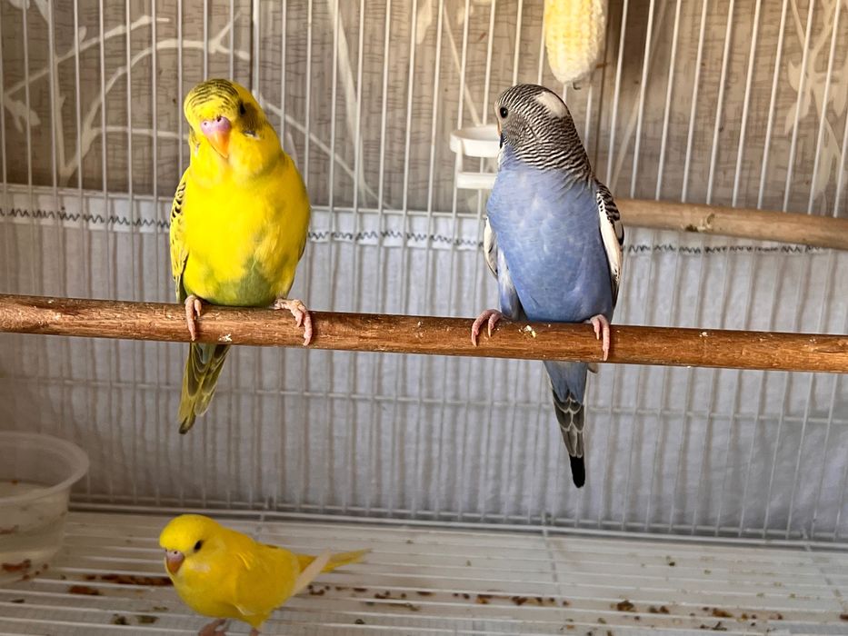 Totiqush Valnisti, Попугай подчех волнистый