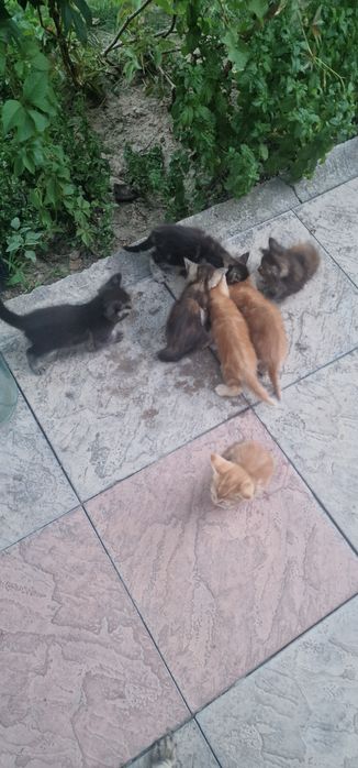 Кошки котята кошки