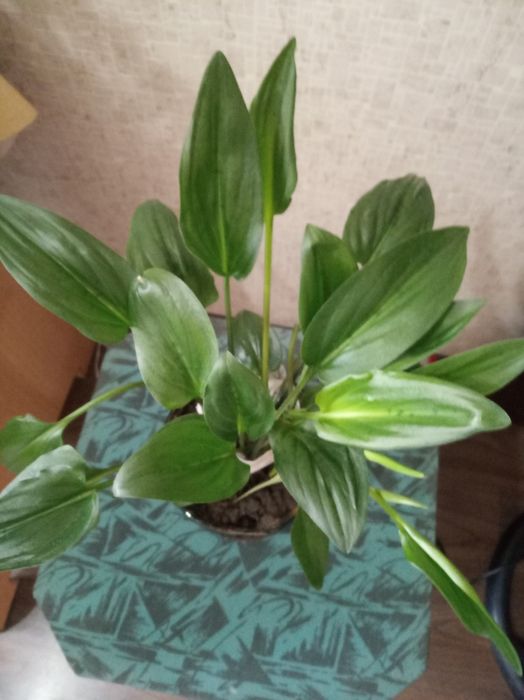 Цветы комнатные,красивые