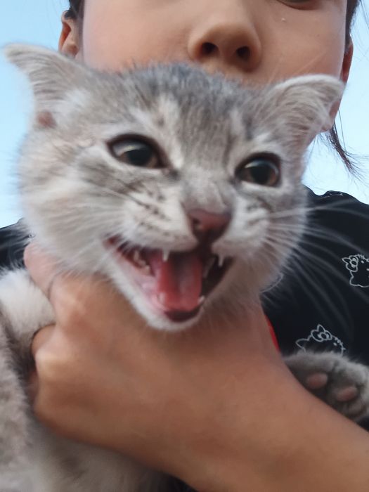 Шотландская вислоухая кошка