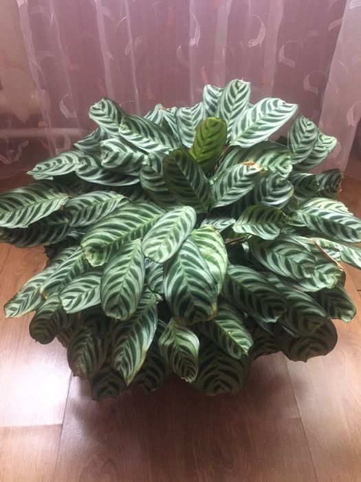 Продам цветок КТЕНАНТА