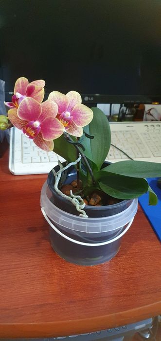 Орхидея адаптированная,очень красивое растение,неприхотливое