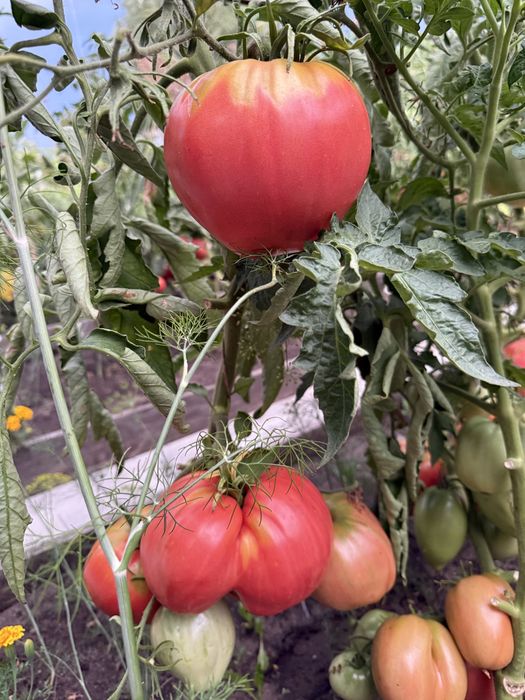 Продам помидоры домашние!