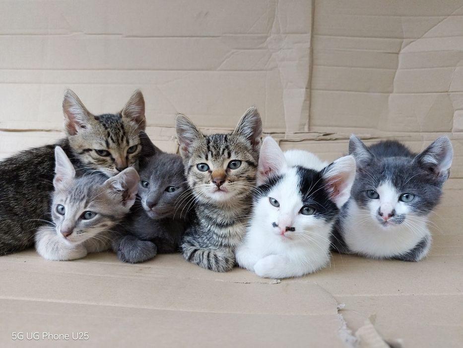 Подаряват се котенца