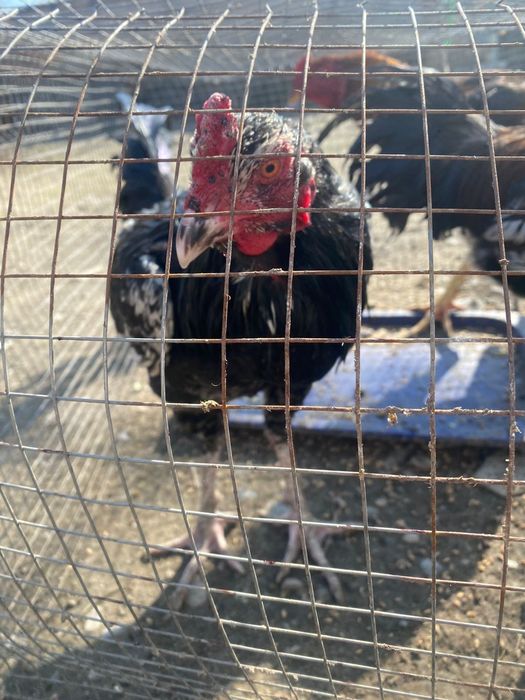 Дакан қораздар штугы 20000 тг