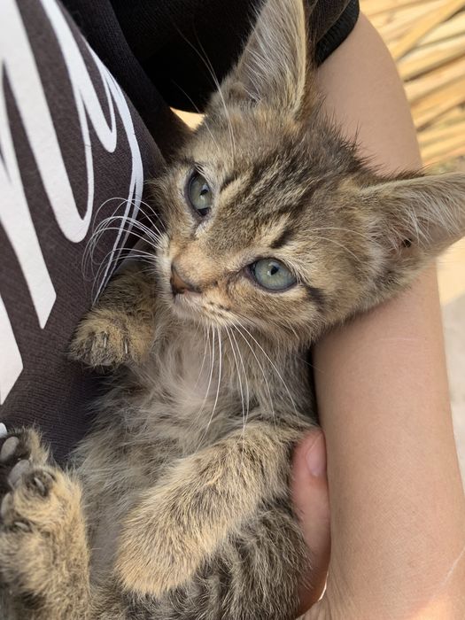 КОТЯТА Для твоего сердца