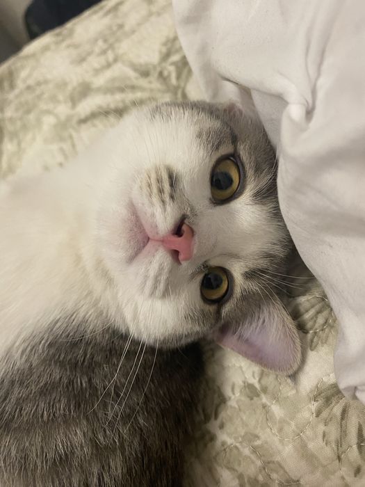 Передержка кошек индивидуально!