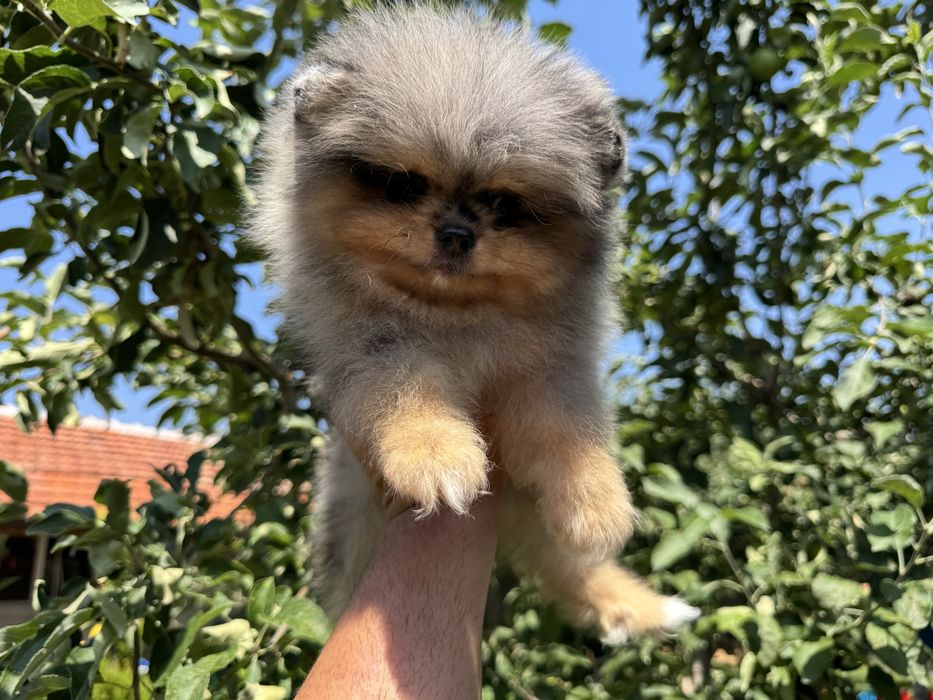 Продавам померан - възможно доставка