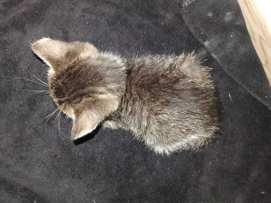 Отдам котёнка в хорошие руки