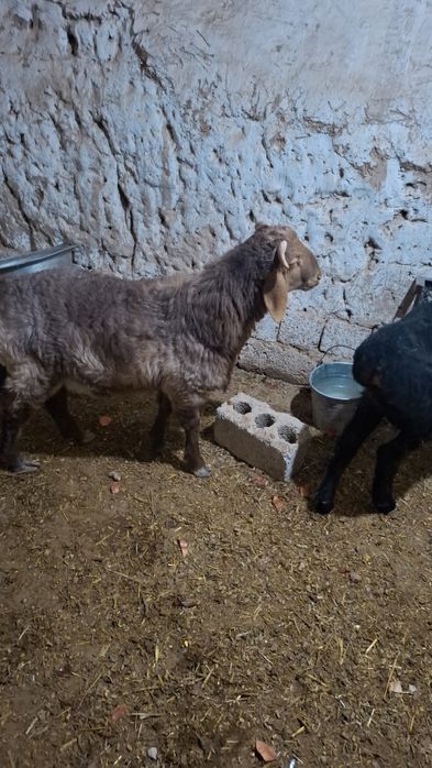 Qochoqr 7 oylik yemdagi qochqorlar