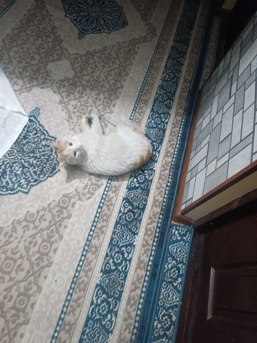 Mushuk hadyaga beriladi