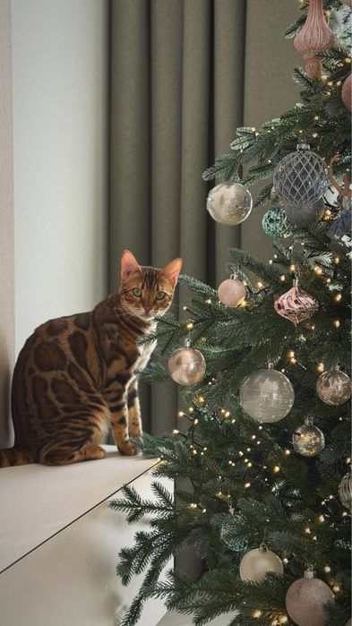 продам бенгала в ответственные и заботливые руки.