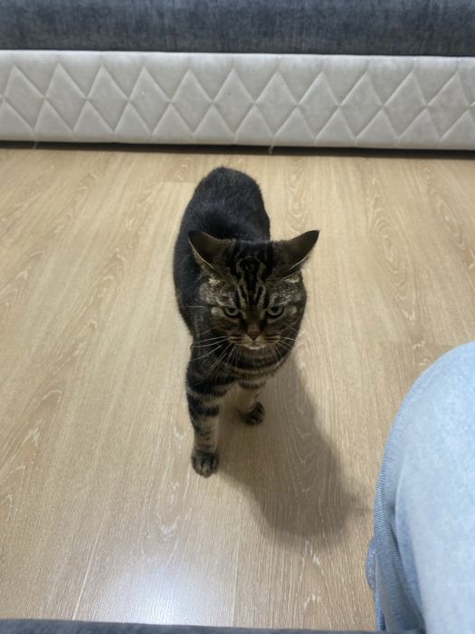 Отдам в хорошие руки