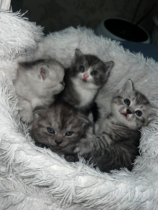 Шотландские котята бронь