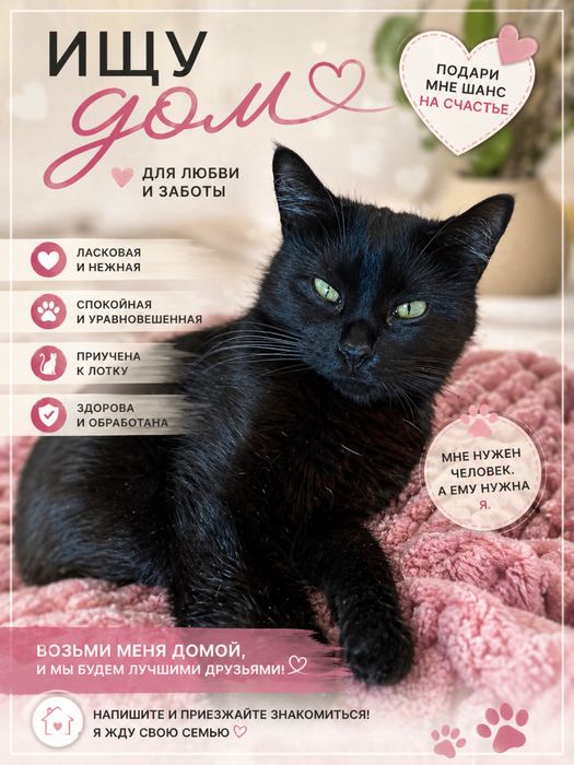 Кошка в добрые руки