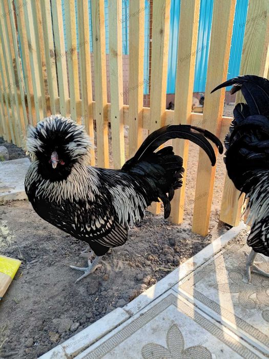 Эксклюзив! Черный Падуан.