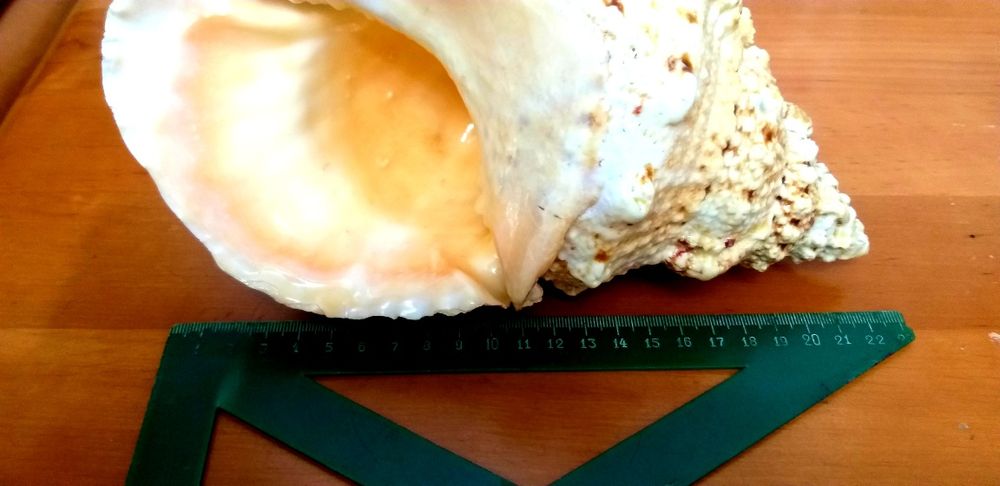 Морская раковина.