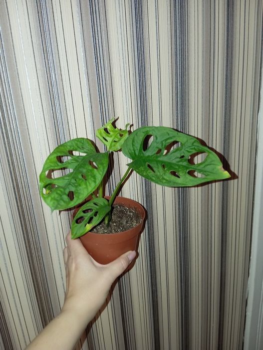 Монстера Манки Адансон