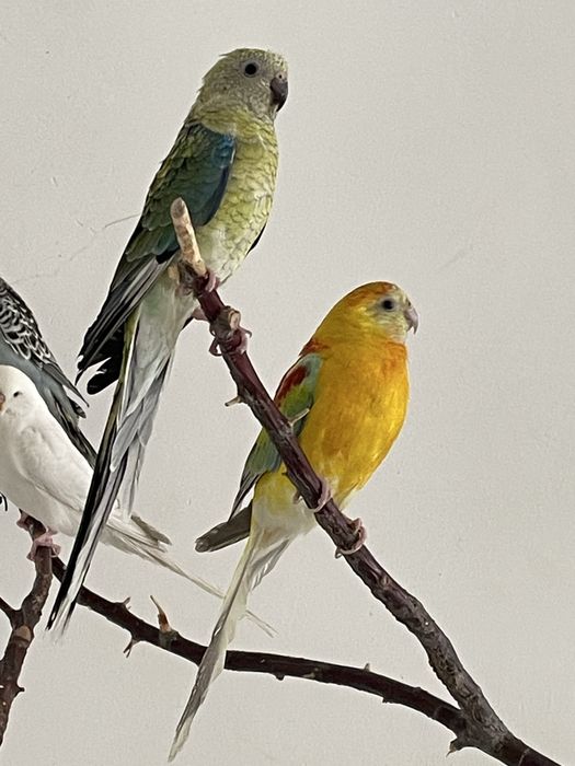 Певчий Атлас папугай