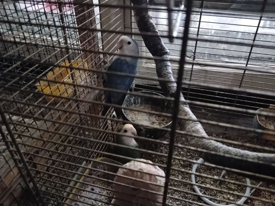 Agapornis și zebre australiene