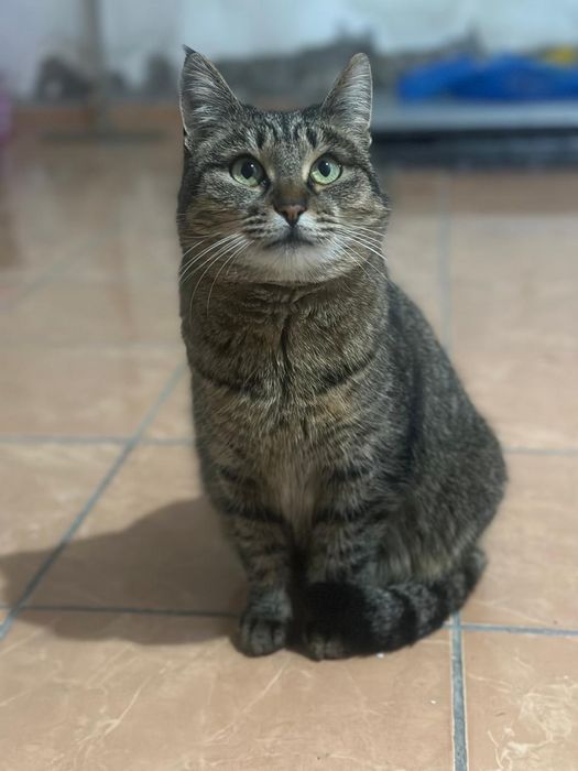 Добрая домашняя кошка, бесплатно!