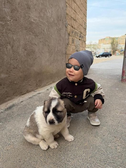 Алабай күшік сатылады